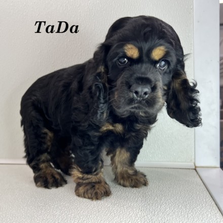 puppy, for, sale, Cocker Spaniel, Joe & Cherri  Overlease, dog, breeder, Miller, MO, dog-breeder, puppy-for-sale, forsale, nearby, find, puppyfind, locator, puppylocator, aca